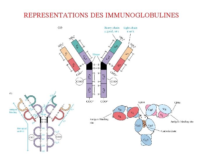 REPRESENTATIONS DES IMMUNOGLOBULINES 