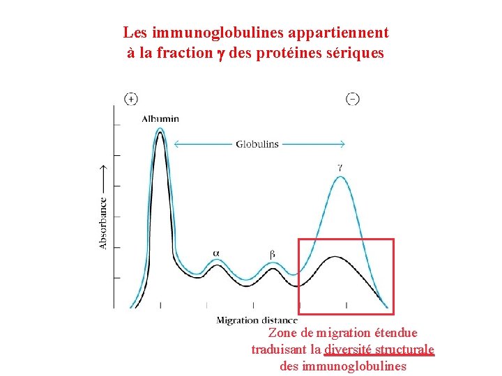 Les immunoglobulines appartiennent à la fraction g des protéines sériques Zone de migration étendue