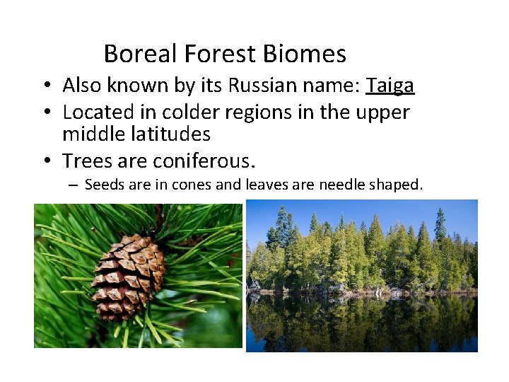 Boreal Forest Biomes • Also known by its Russian name: Taiga • Located in