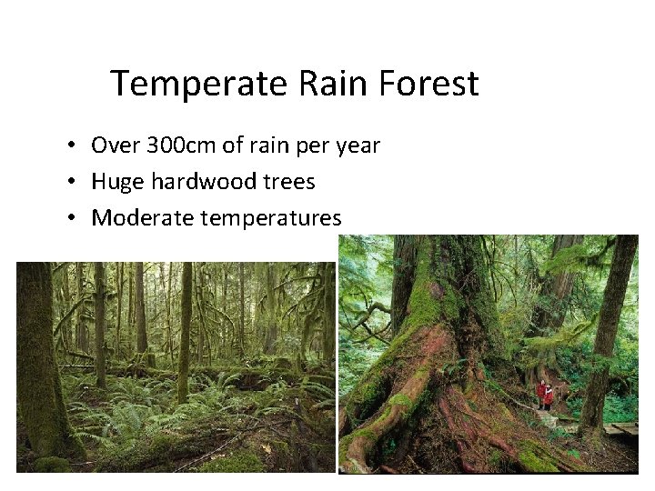 Temperate Rain Forest • Over 300 cm of rain per year • Huge hardwood