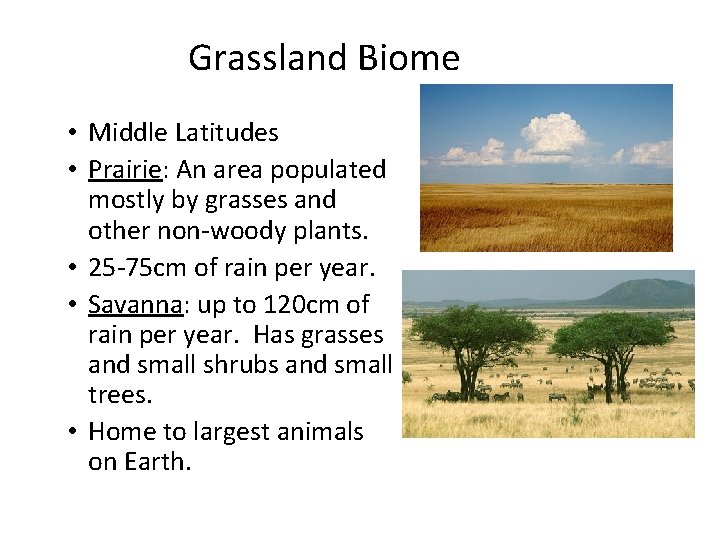 Grassland Biome • Middle Latitudes • Prairie: An area populated mostly by grasses and