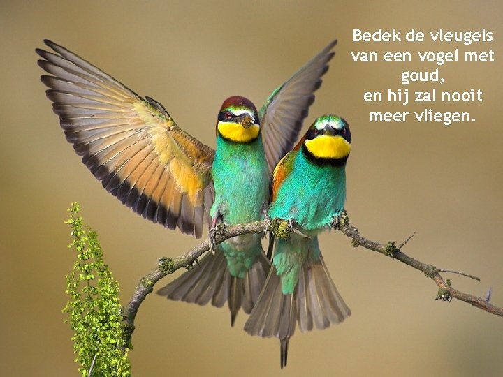 Bedek de vleugels van een vogel met goud, en hij zal nooit meer vliegen.