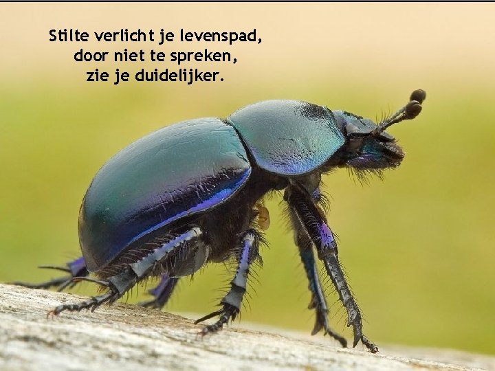 Stilte verlicht je levenspad, door niet te spreken, zie je duidelijker. 