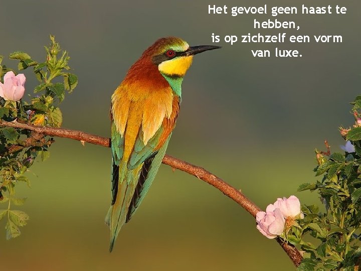 Het gevoel geen haast te hebben, is op zichzelf een vorm van luxe. 