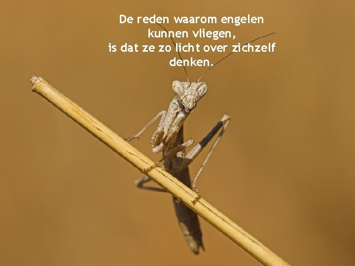 De reden waarom engelen kunnen vliegen, is dat ze zo licht over zichzelf denken.