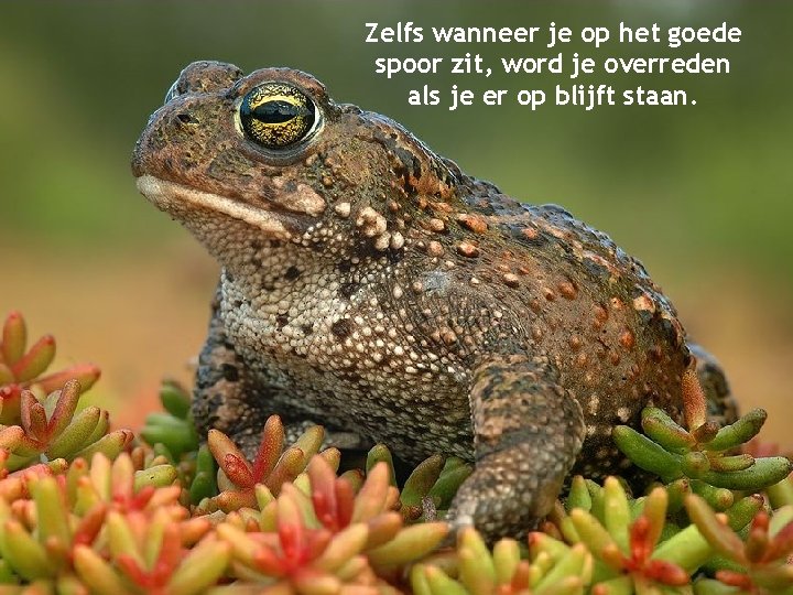 Zelfs wanneer je op het goede spoor zit, word je overreden als je er