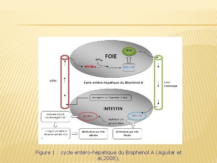 Figure 1 : cycle entéro-hépatique du Bisphénol A (Aguilar et al, 2008), 