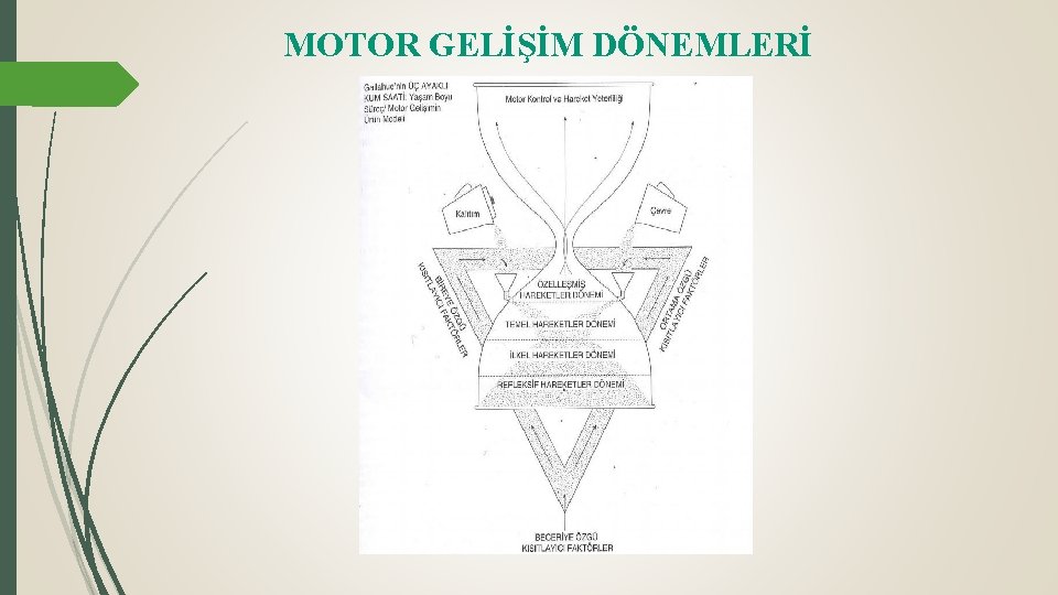 MOTOR GELİŞİM DÖNEMLERİ 