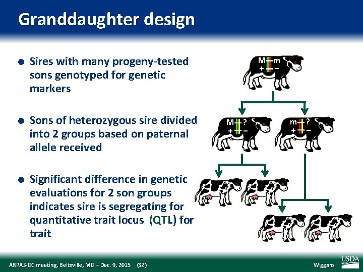 Granddaughter design l l l Sires with many progeny‐tested sons genotyped for genetic markers