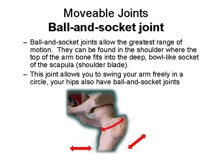 Moveable Joints Ball-and-socket joint – Ball-and-socket joints allow the greatest range of motion. They