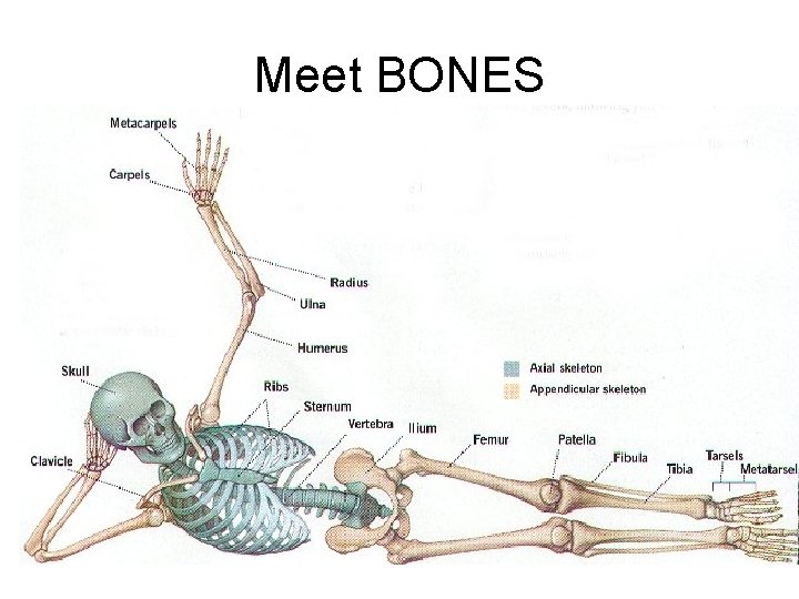 Meet BONES 