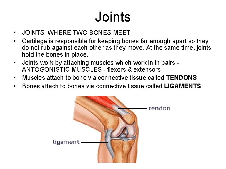 Joints • JOINTS WHERE TWO BONES MEET • Cartilage is responsible for keeping bones