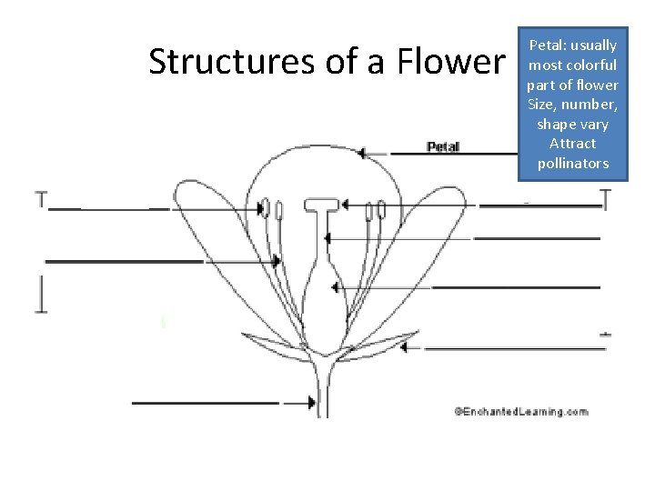 Structures of a Flower Petal: usually most colorful part of flower Size, number, shape