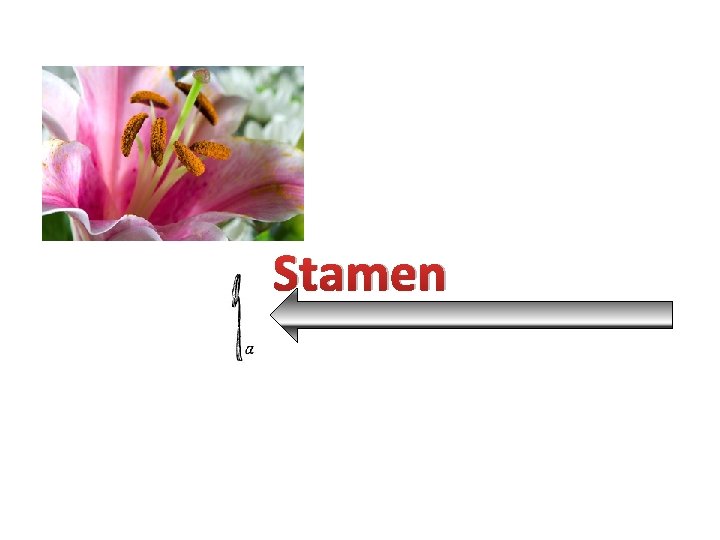 Stamen 