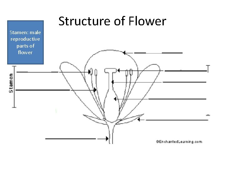 Stamen: male reproductive parts of flower Structure of Flower 