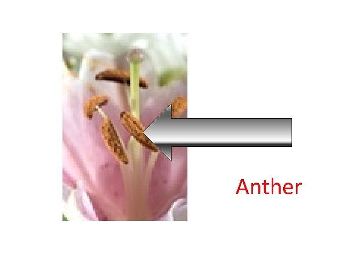 Anther 