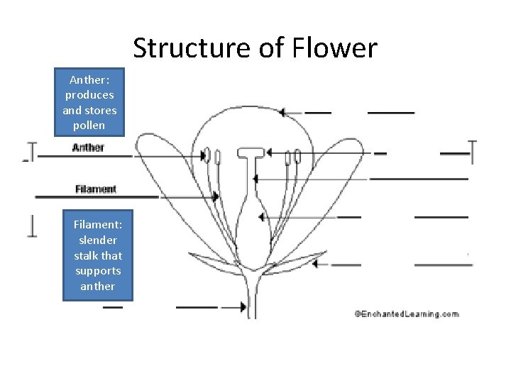 Structure of Flower Anther: produces and stores pollen Filament: slender stalk that supports anther