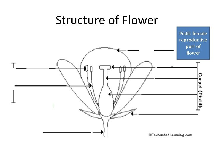 Structure of Flower Pistil: female reproductive part of flower 