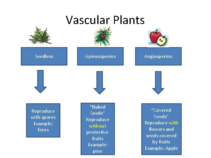 Vascular Plants Seedless Reproduce with spores Example: ferns Gymnosperms Angiosperms “Naked Seeds” Reproduce without