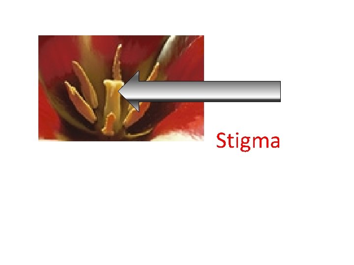 Stigma 