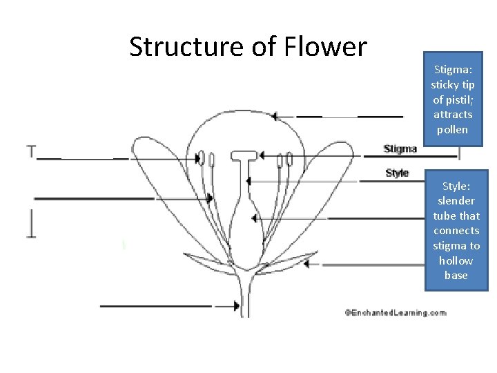Structure of Flower Stigma: sticky tip of pistil; attracts pollen Style: slender tube that