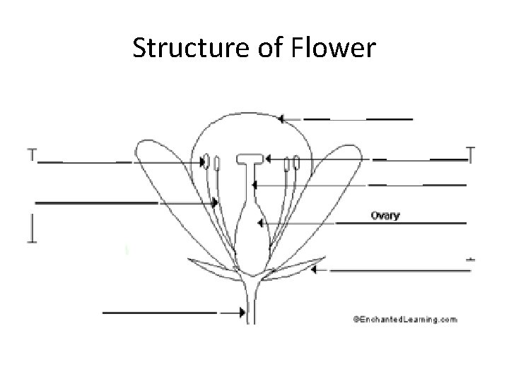 Structure of Flower 