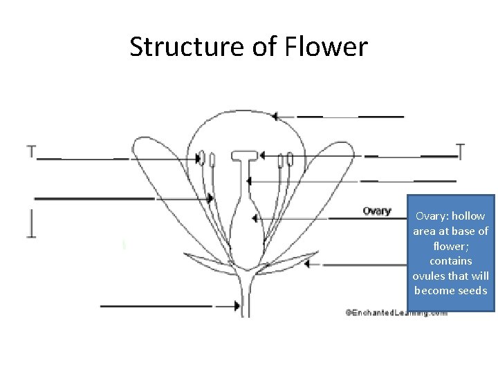 Structure of Flower Ovary: hollow area at base of flower; contains ovules that will