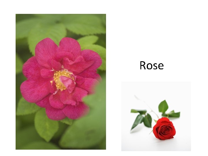 Rose 