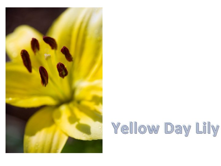 Yellow Day Lily 
