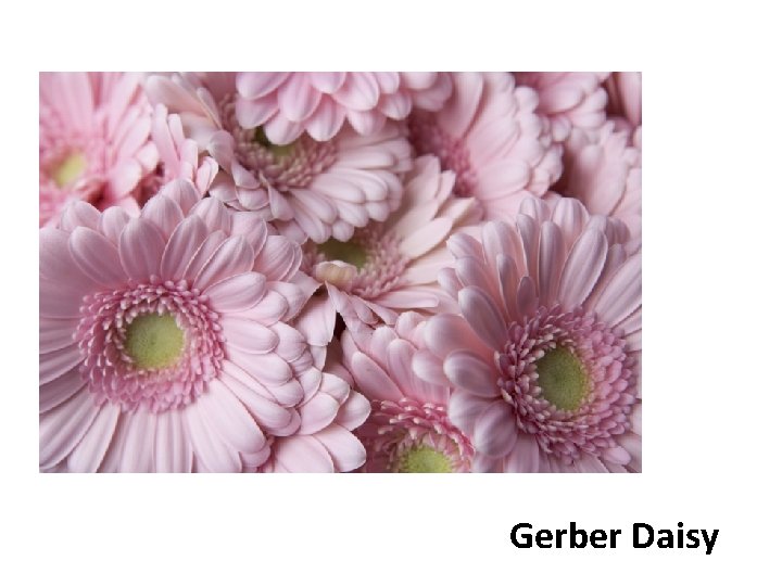 Gerber Daisy 