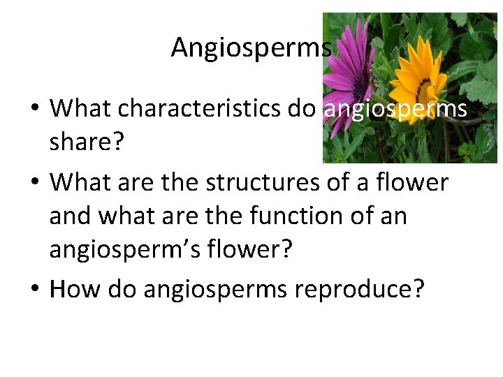 Bacteria to Plants Angiosperms Vascular Plants Seedless Reproduce