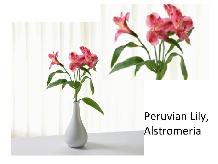 Peruvian Lily, Alstromeria 