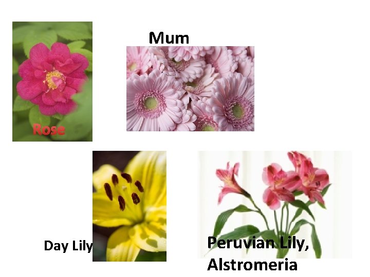 Mum Rose Day Lily Peruvian Lily, Alstromeria 