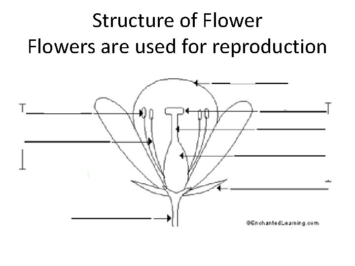 Structure of Flowers are used for reproduction 