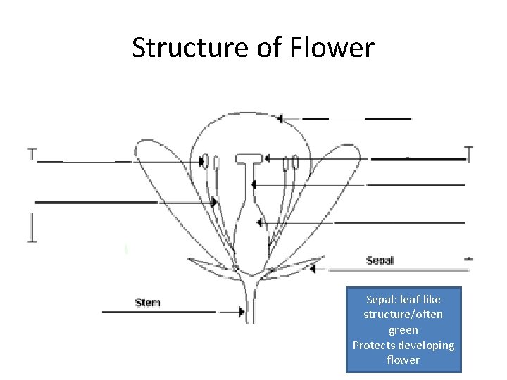 Structure of Flower Sepal: leaf-like structure/often green Protects developing flower 