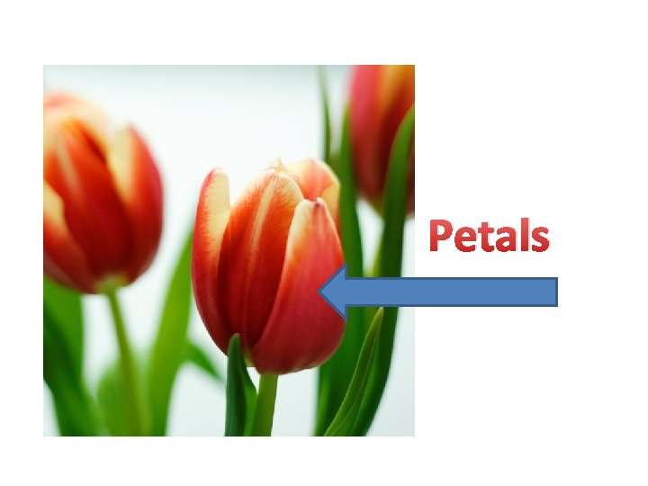 Petals 
