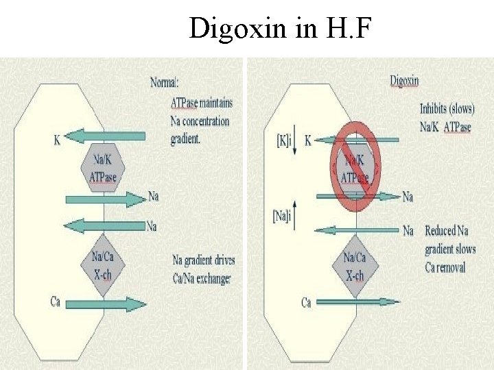 Digoxin in H. F 