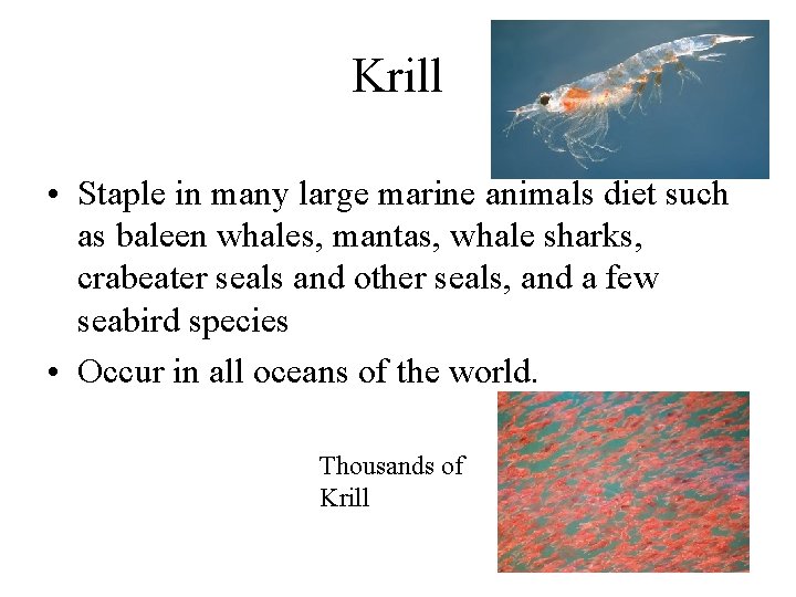 Krill • Staple in many large marine animals diet such as baleen whales, mantas,