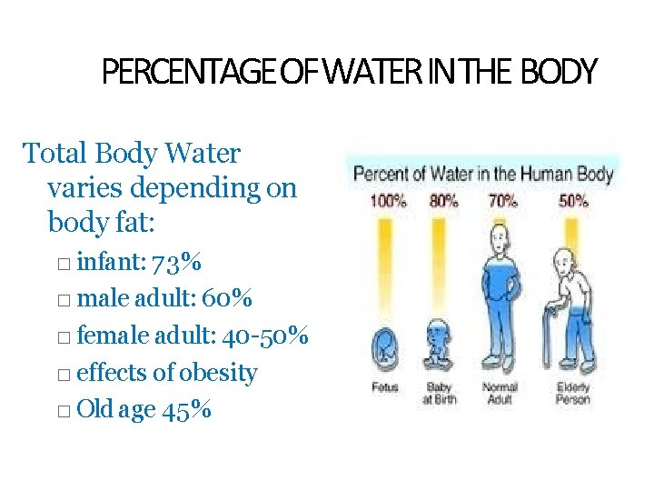PERCENTAGEOFWATER INTHE BODY Total Body Water varies depending on body fat: � infant: 73%