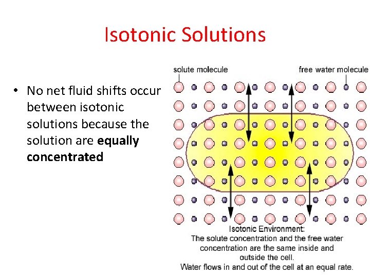 Isotonic Solutions • No net fluid shifts occur between isotonic solutions because the solution