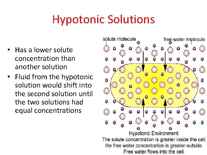 Hypotonic Solutions • Has a lower solute concentration than another solution • Fluid from