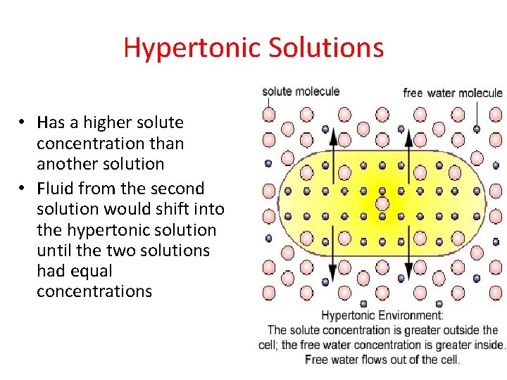 Hypertonic Solutions • Has a higher solute concentration than another solution • Fluid from