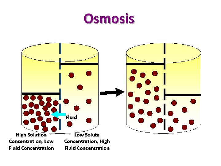 Osmosis Fluid High Solution Concentration, Low Fluid Concentration Low Solute Concentration, High Fluid Concentration