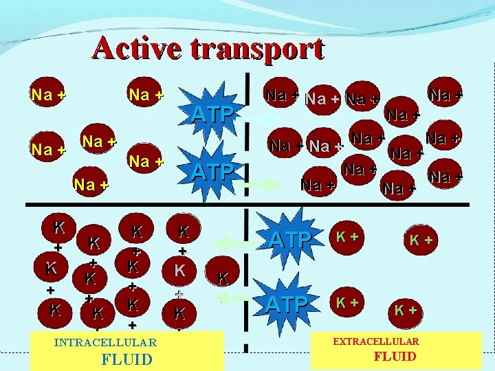Active transport Na + ATP Na + K + K + K + +INTRACELLULAR