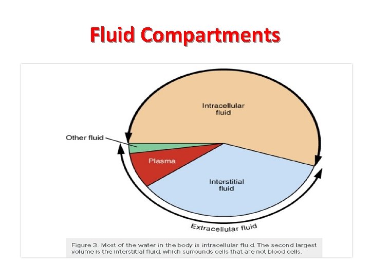 Fluid Compartments • Intracellular space • Extracellular space ØInterstitial ØIntravascular 