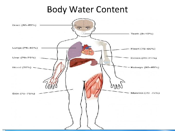 Body Water Content 