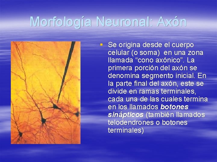 Morfología Neuronal: Axón § Se origina desde el cuerpo celular (o soma) en una