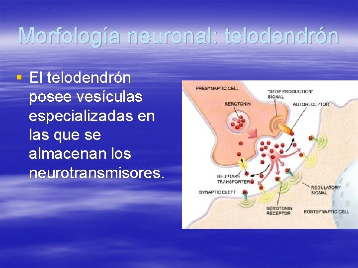 Morfología neuronal: telodendrón § El telodendrón posee vesículas especializadas en las que se almacenan