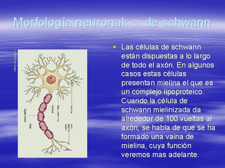 Morfología neuronal: c. de schwann § Las células de schwann están dispuestas a lo