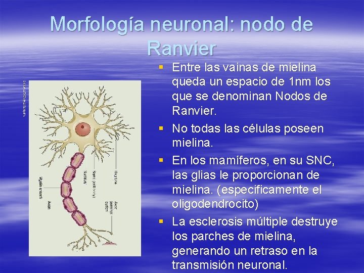 Morfología neuronal: nodo de Ranvier § Entre las vainas de mielina queda un espacio